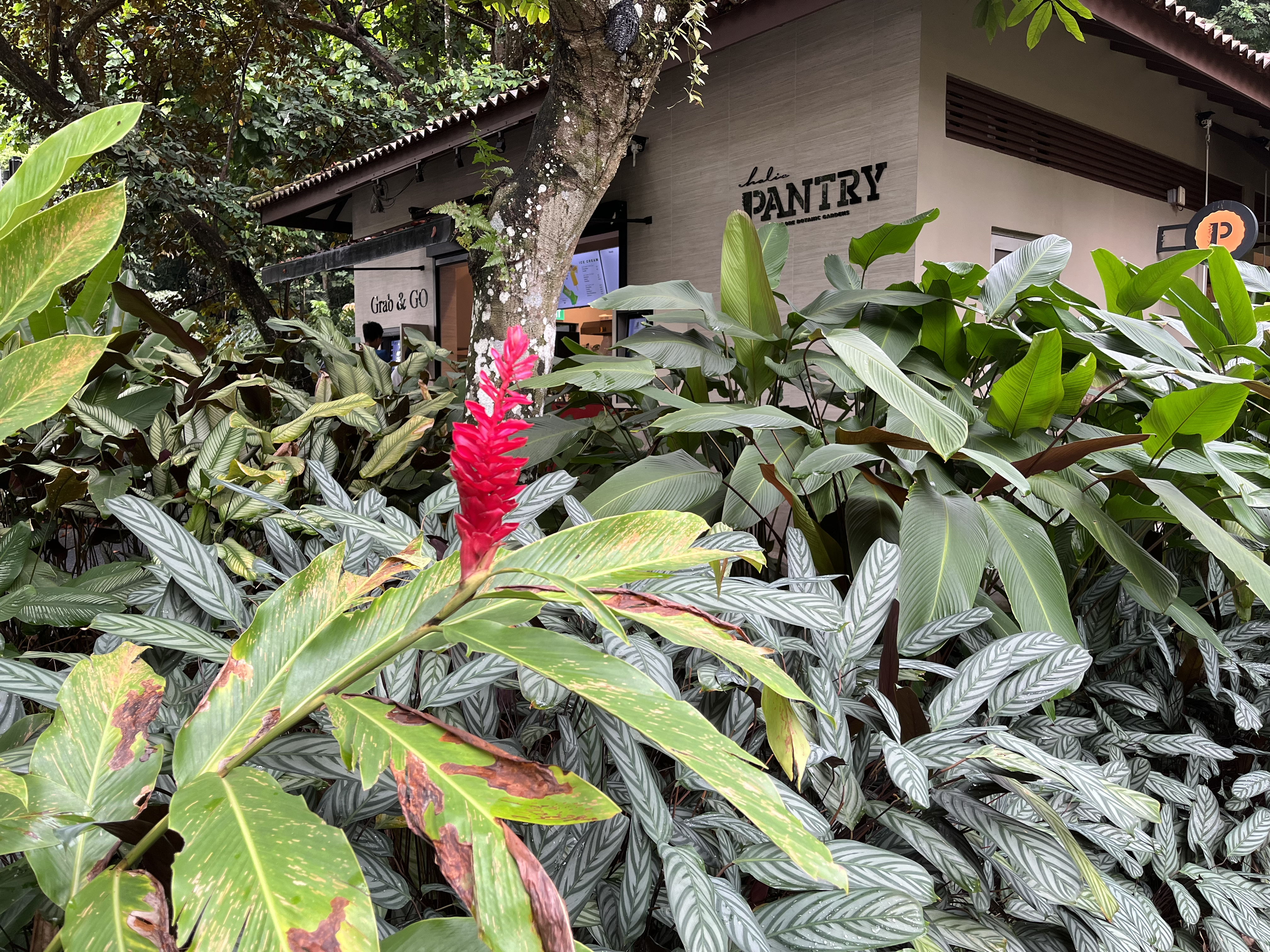 4号去了Botanic Garden徒步